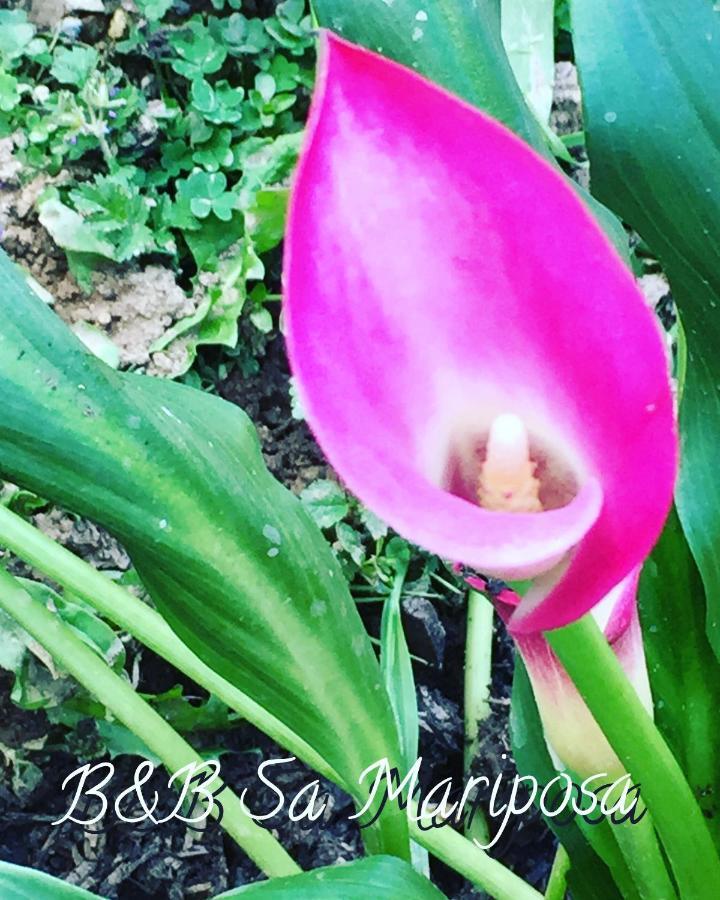 Sa Mariposa Bed & Breakfast Muravera Bagian luar foto